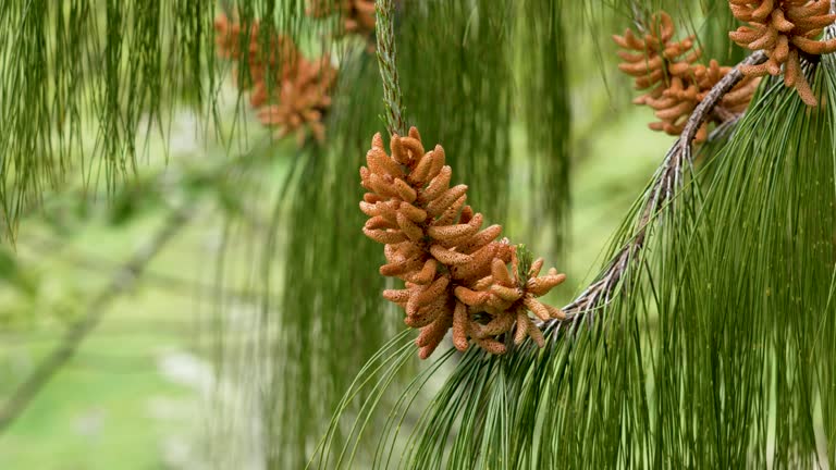 Beautiful pine pollen cones on a wild evergreen coniferous tree close up with green lush needles. Pinus brutia