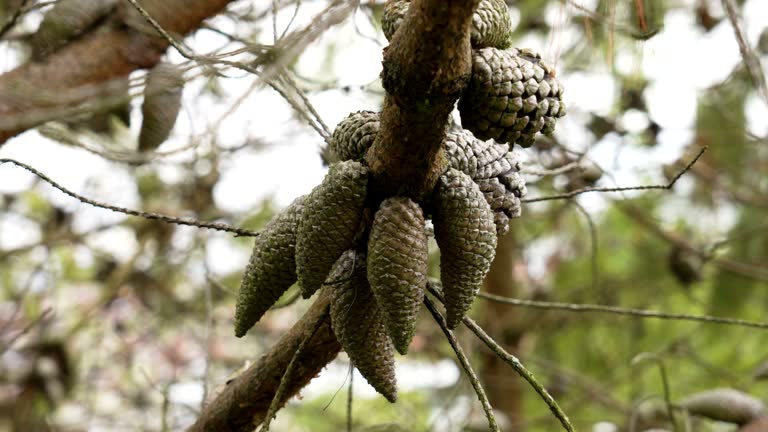 Bunch of coniferous female cones on a pine Pinus brutia branch in spring pinewood close up
