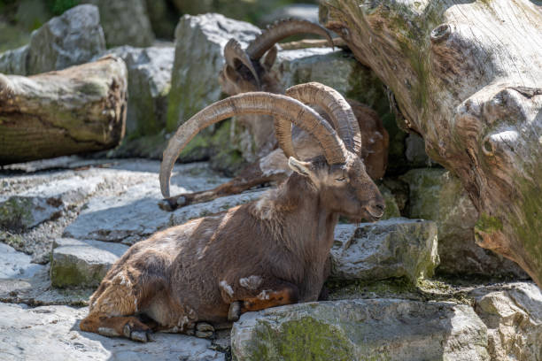 The Alpine ibex, a wild goat that lives on the cliffs