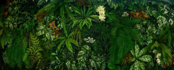 istock abstract green leaf texture, tropical leaf foliage nature dark green background 2149677061