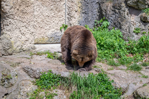BROWN BEAR - URSUS ARCTOS at the Zoo