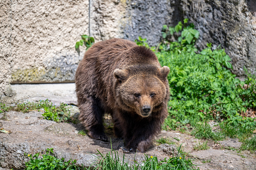 Brown bear standing on hind paws. Large Carpathian brown bear portrait.  Animal wildlife.