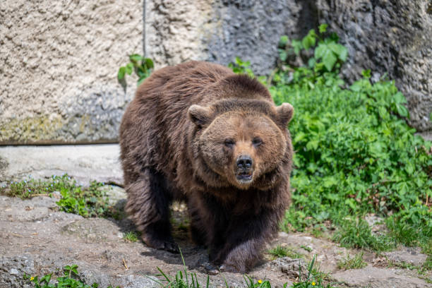 BROWN BEAR - URSUS ARCTOS at the Zoo