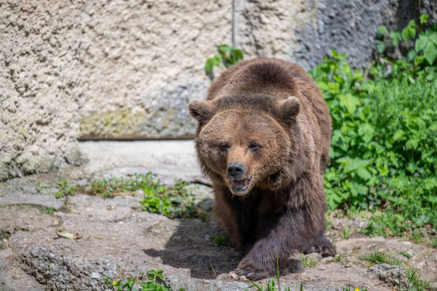 BROWN BEAR - URSUS ARCTOS at the Zoo