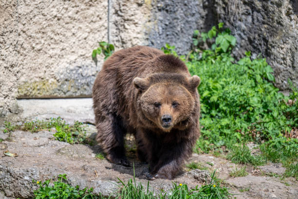 BROWN BEAR - URSUS ARCTOS at the Zoo