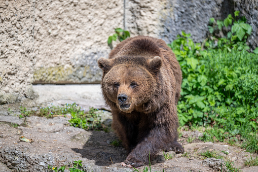 BROWN BEAR - URSUS ARCTOS at the Zoo