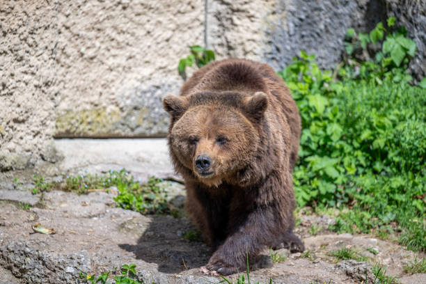 istock BROWN BEAR - URSUS ARCTOS at the Zoo 2149680075