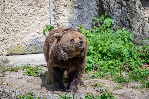 BROWN BEAR - URSUS ARCTOS at the Zoo