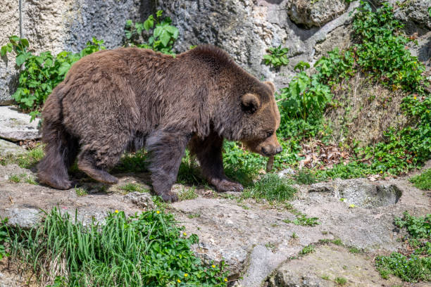 istock BROWN BEAR - URSUS ARCTOS at the Zoo 2149680157