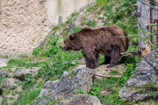 istock BROWN BEAR - URSUS ARCTOS at the Zoo 2149680163