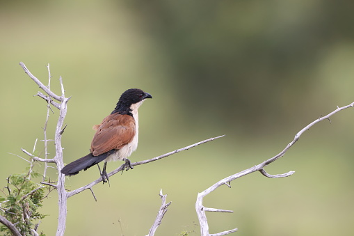 Burchell's coucal (Centropus burchellii) is a species of cuckoo in the family Cuculidae. This photo was taken in South Africa.