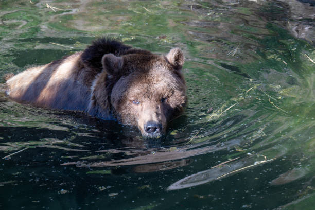 istock BROWN BEAR - URSUS ARCTOS at the Zoo 2149680489
