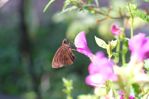 A brown butterfly is swarming on a purple flower, Use for wallpaper