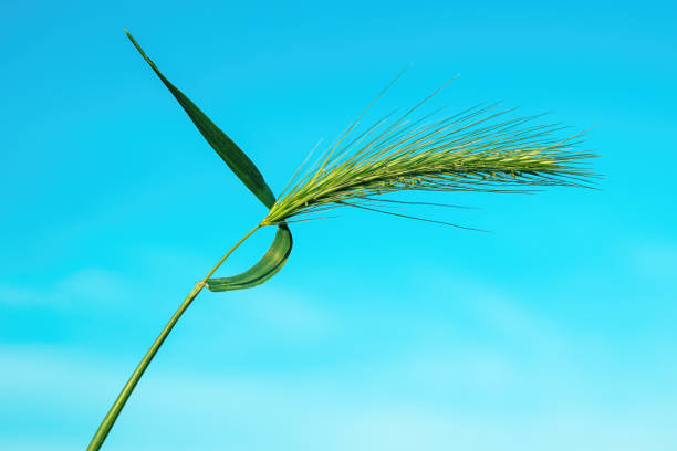 Green mouse barley of foxtail weed in meadow, selective focus