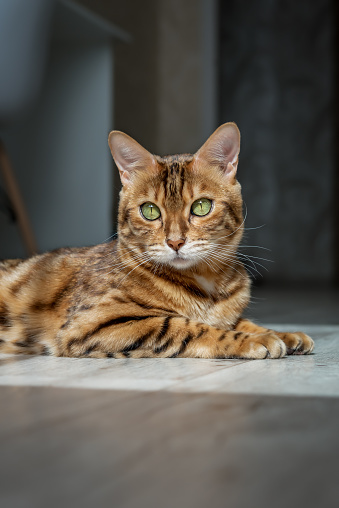 Bengal cat resting on the floor in the living room. Pedigree cat in a home interior.