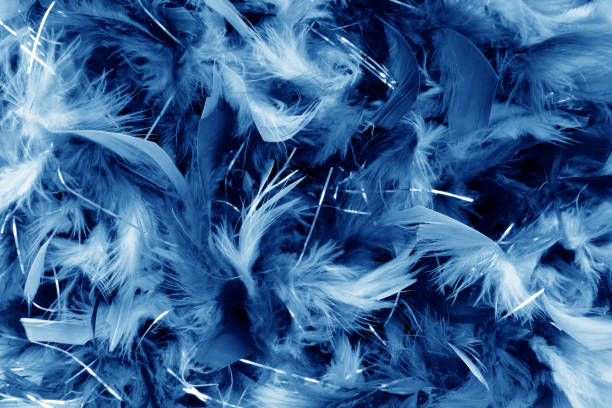 istock close up of dark blue  feathers detail  background 2149682878