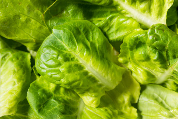 istock Organic Raw Baby Butterhead Lettuce 2149683968