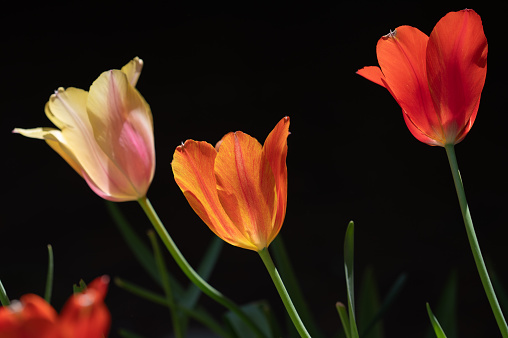 Three vibrant tulips in front of a black background.