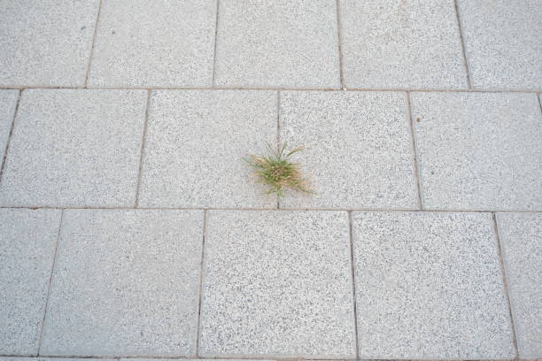 thirst for life. grass between stone slabs. a small tuft of grass made its way between the stone slabs. concept of victory and desire for life