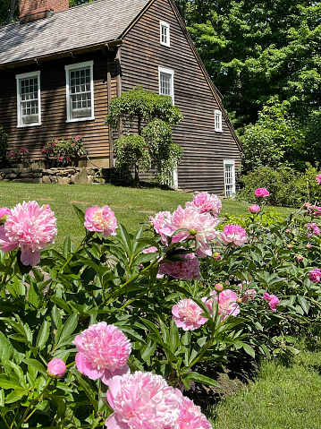 Pink peonies flowers bloom in front yard of country saltbox home in Connecticut