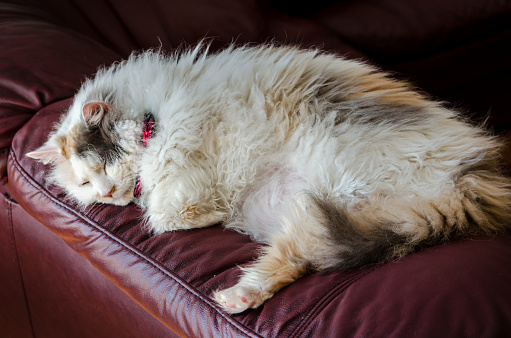 Close-up of  a long-haired cat having a nap basking in the sunlight on top of a burgandy leather couch.