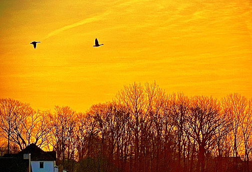 It’s the golden hour across the heartland, as a pair of Canadian Geese soar over the prairie