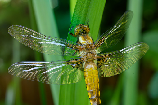 Dragonfly, Libellula depressa emerging adult, macro shot