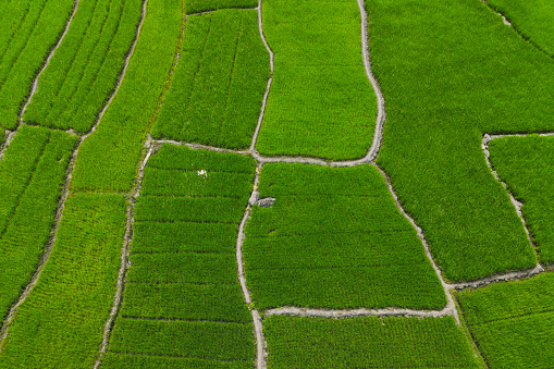 Rice paddy at autumn in Guilin,Guangxi,China