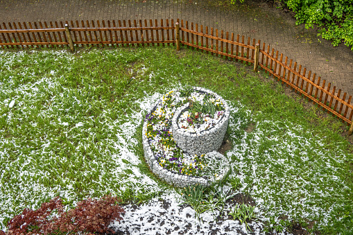 The spring snow whitened the flower bed - climate change