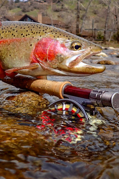 Fly fishing for wild trout in Idaho’s capital city of Boise