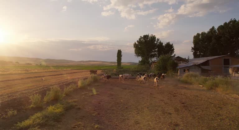 Cows running on organic ecological farm at sunset, aerial view