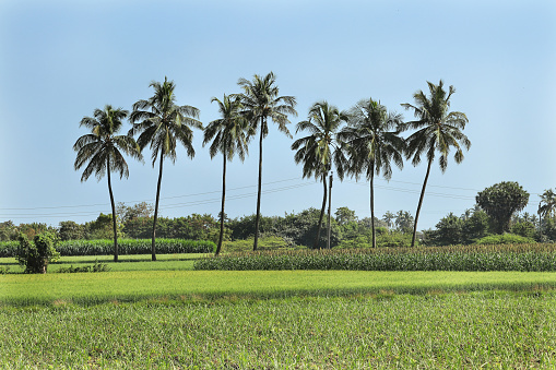 Lovely view indian rural areas pearl millet (bajra). processing farm. landscape view over millet fields. Farming Agriculture scene. coconut tree and countryside or a 'village' in India.