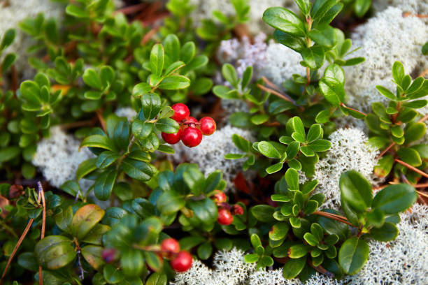 Red cranberries grow in the forest among the moss. Close-up. Natural background