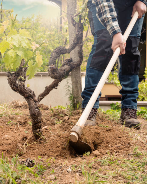 istock Farmer hoeing in the vineyard at sunset. Agriculture. 2149689595