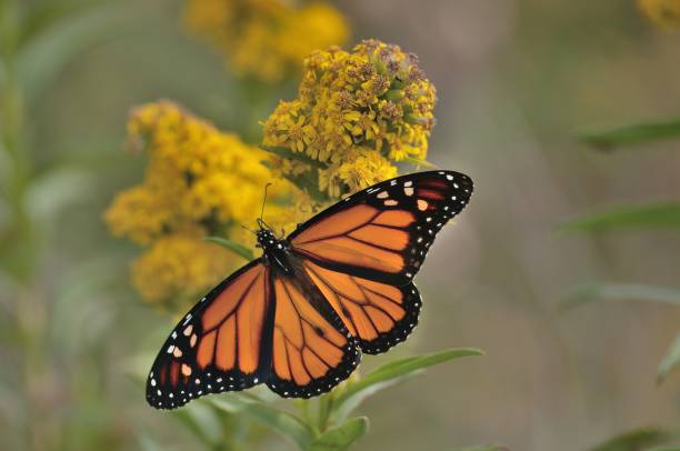istock Monarch Butterfly Pollinating Goldenrod 2149689827