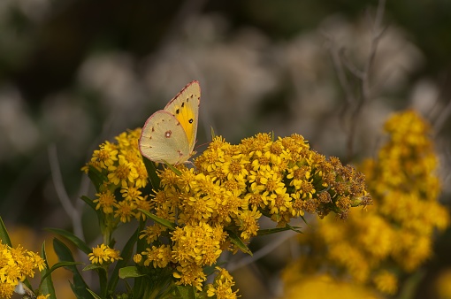 Beaiful blue bBeaiful silver-studded blue butterfly on yellow flowerutterfly on yellow flower, Copuspece.Beauty in nature,