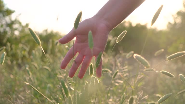 woman's hand touching grassy plains and plants