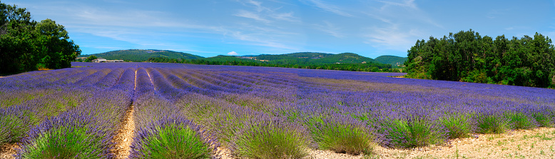 Lavender flowers blooming field with rows, summer panorama, Provence France