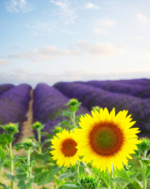 istock Sunflower and Lavender field 2149692742