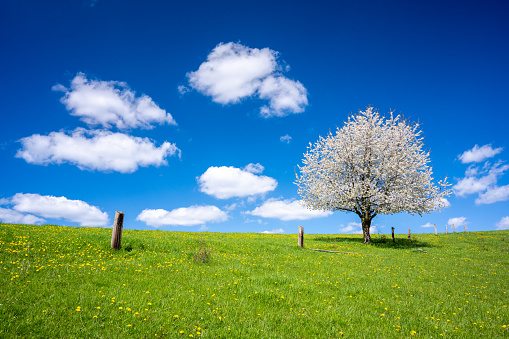 landscape of spring meadow with lonely tree in sunny day