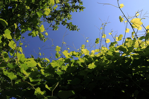 Vines growing up to the sky and illuminated by the summer sun
