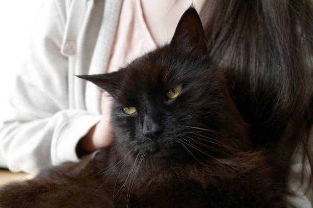 Old black main coon cat on the lap of a girl