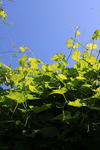 Green grape leaves illuminated by yellow sunlight vertical orientation