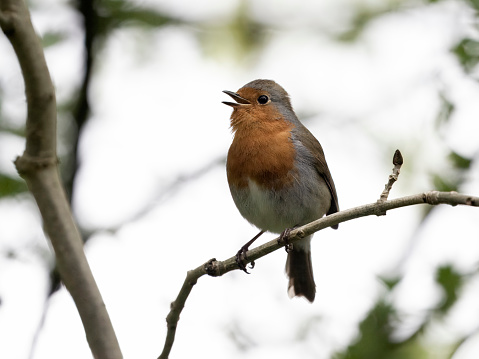 Robin, Erithacus rubecula, single bird singing on branch, Wales, April 2024