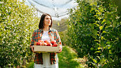 Front view looking at right young lady woman farmer with a box apple in hands stand in orchard.