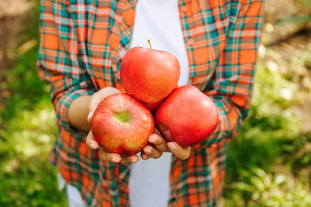 Unrecognizable female hand holding red apples on blurred background. Organic fruit. Farmers hands with freshly harvested apples. Fresh fruit.