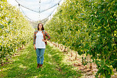Front view looking at camera pretty young woman farmer her apple orchard full length hand on belt.