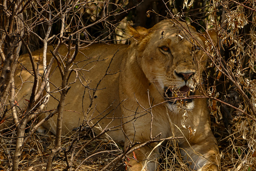 Lioness Hiding in wilderness