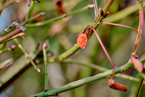 An isolated shriveled berry remains hanging among the bare branches