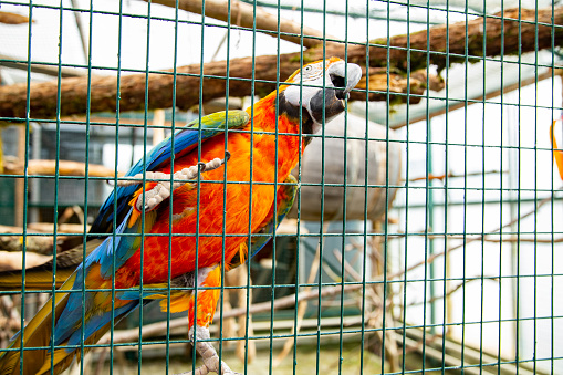 King Parakeet (Alisterus scapularis) in an aviary
